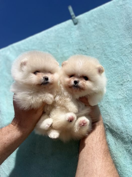 Що це за гарнюні