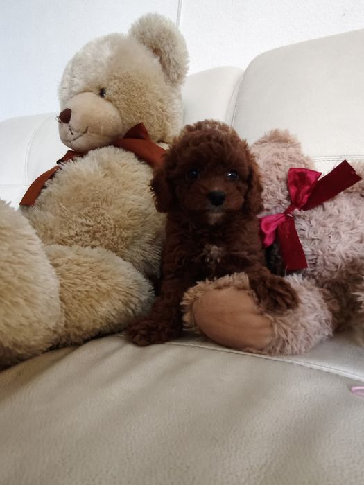 Пудель той міні девочка  и мальчики  Китай и ксу