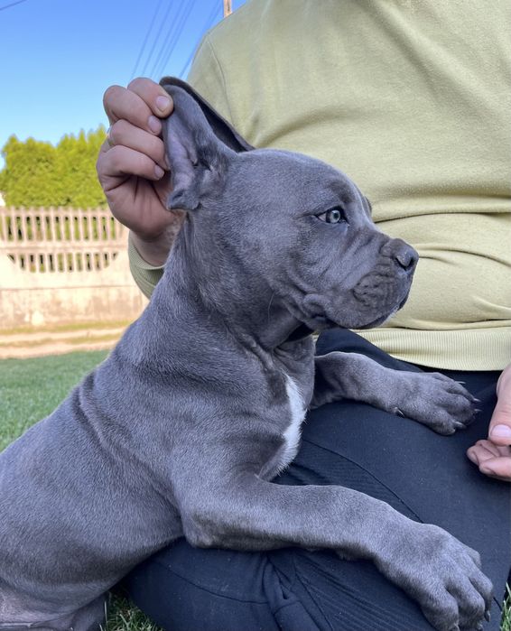 Cane Corso piesek