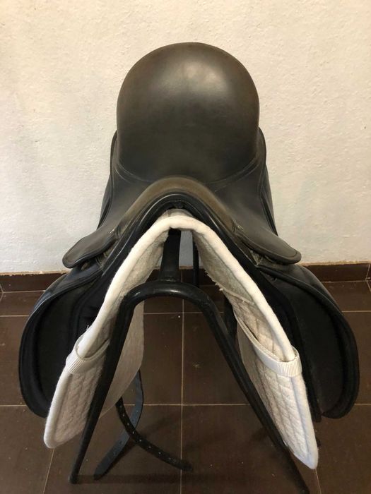 Sela County Perfection para ensino/dressage