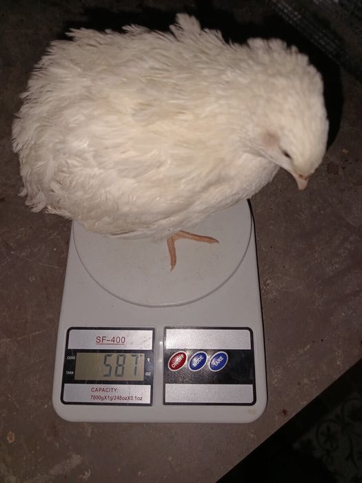 Яйце інкубаційне селекція перепела Техас, естонскі - яйцо инкубационно