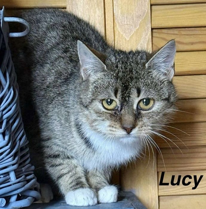 Kochana Lucy prosi o dom...