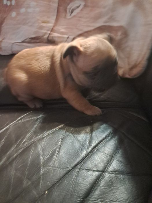 Buldog francuski Loki