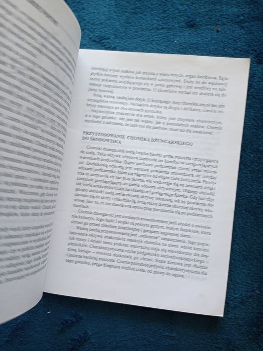 Chomik dżungarski Małgorzata Banach hobby