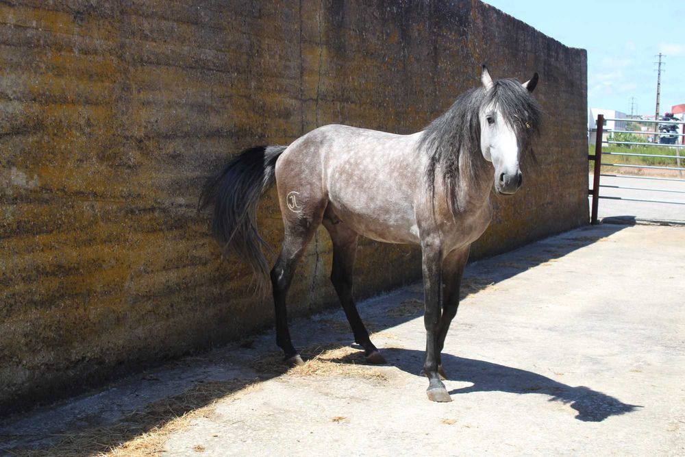 Cavalo Lusitano