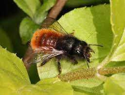 Murarka Rogata kokony i rurki