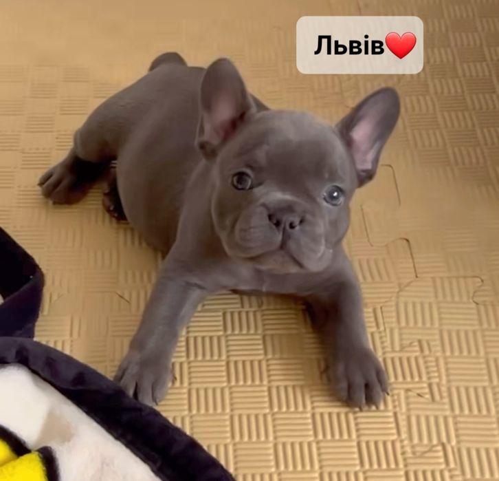 Красунчик французький міні хлопчик