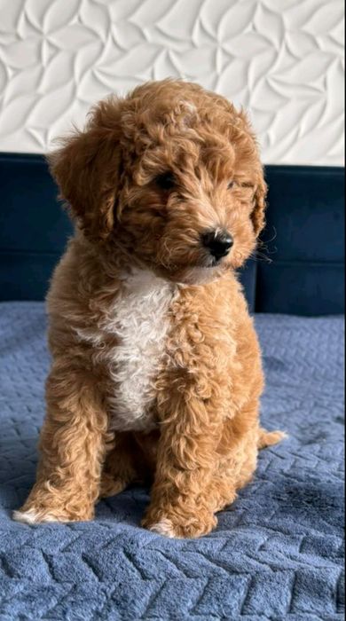 Терміново!!! Продаж міні мальтипу