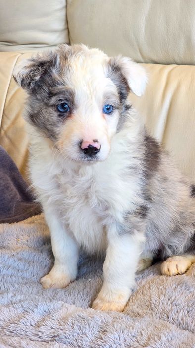 Border Collie Blue Merle fêmea