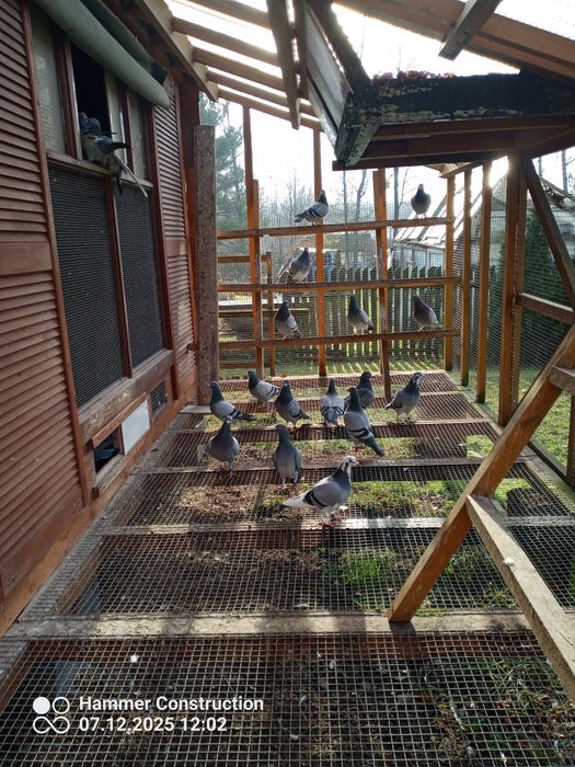 Młode pocztowe przelotowa z konkursami