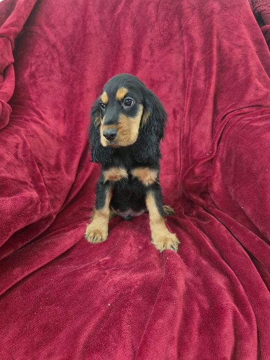 Cocker spaniel fantastico