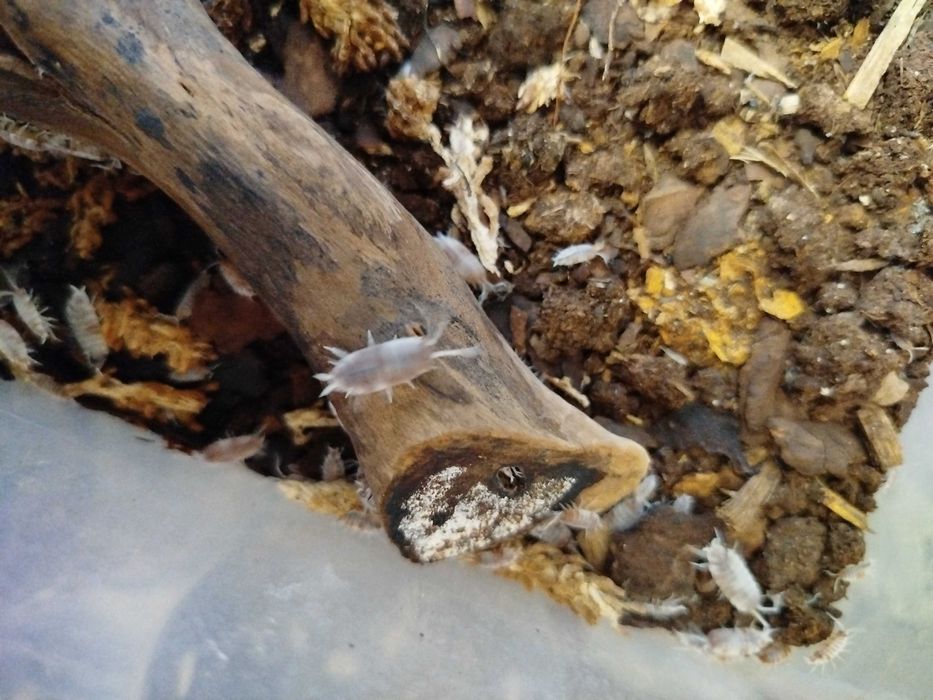 Porcellionides pruinosus ‘Red Koi’ Isopody 15 sztuk