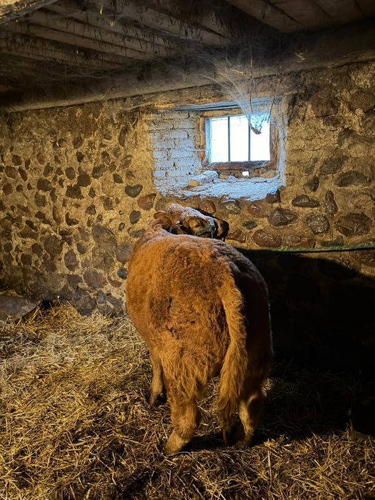 Sprzedam byczka LM limousine