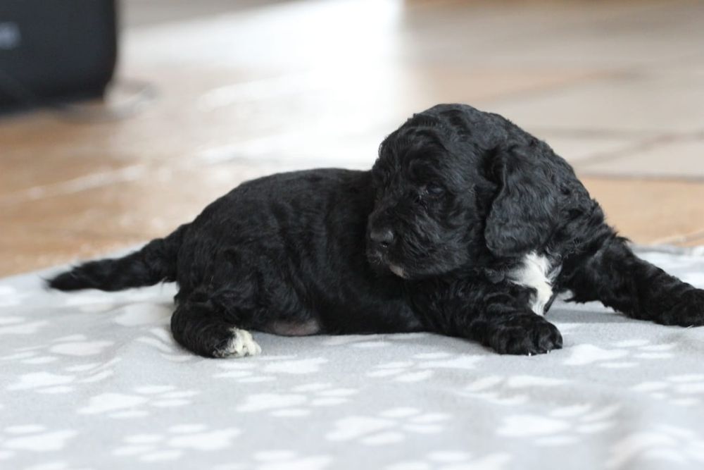 Suczka Springerdoodle doodle / Paszport pudel cockapoo spaniel/