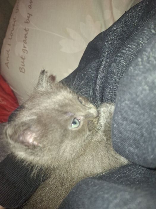 Продам британське кошення