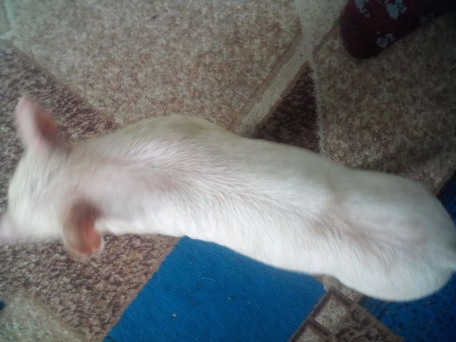 Продаємо поросят. За опт зробим знижку.Є 6 кабанчиків і 2 свинки.