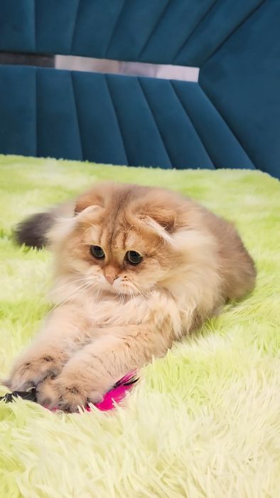 Шотландський віслоухий  красунчик