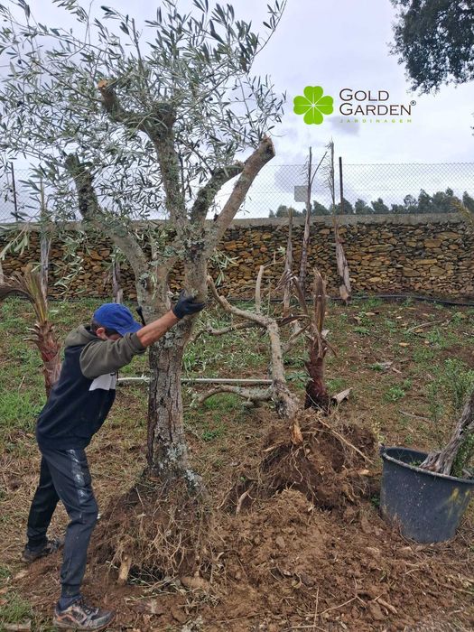 Oliveiras a partir de 100€