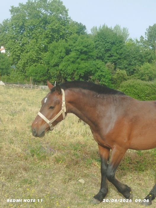 Cavalo cruzado quarto de milha.