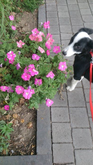 Віддам собаку, дівчинка