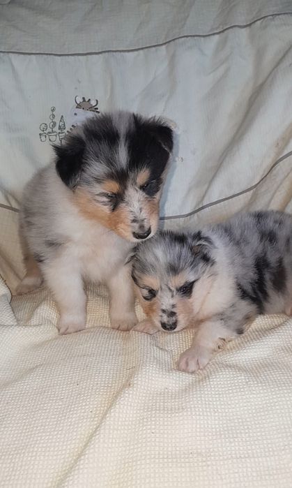 Колли мальчик и девочка