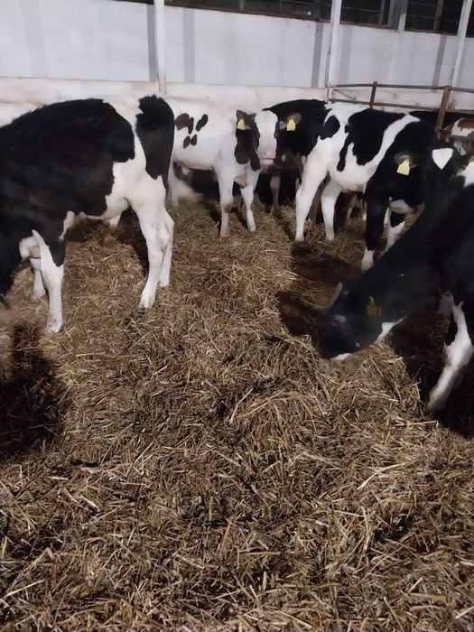 Byczki Startery na stałej  paszy