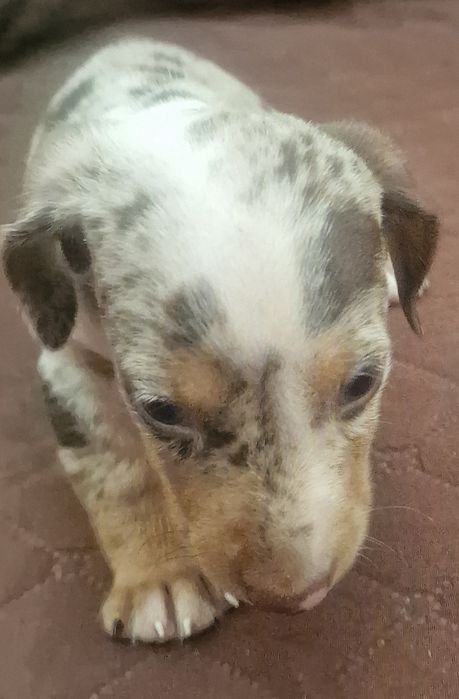 Macho Teckel Miniatura  Piebald
