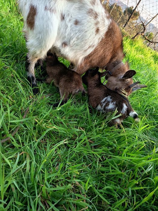 Vendo cabra anã e 2 filhotes