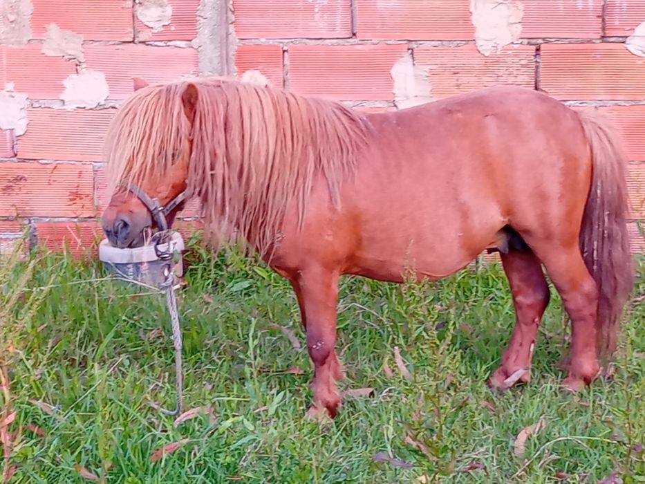 Vendo pônei inteiro