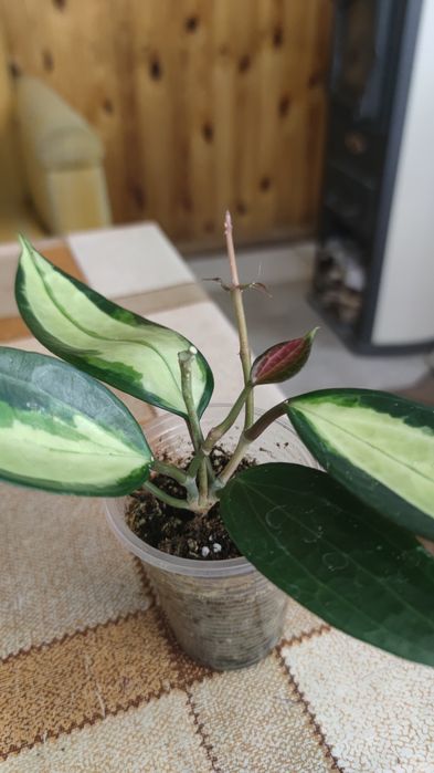 Хойя Macrophylla Pot of Gold