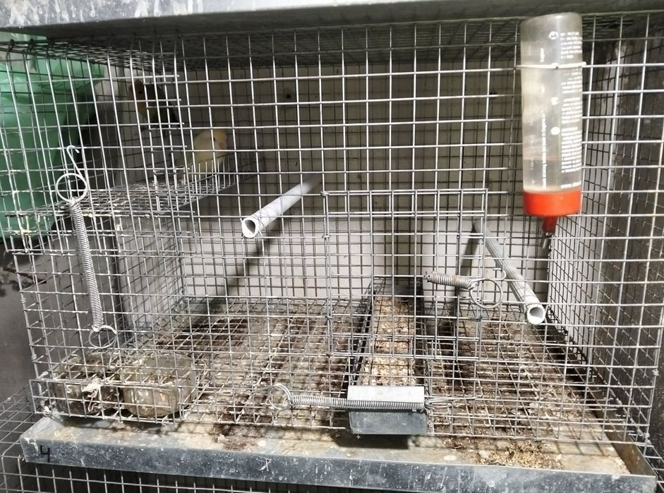 Gaiolas de criacao de agapornis