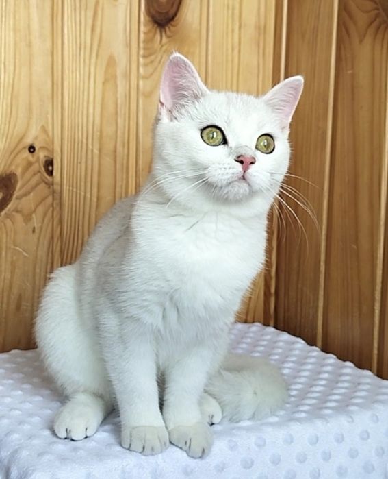 кошенята коти тварини