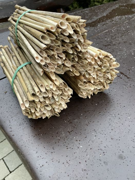 Trzcina dla murarki murarka ogrodowa 100 sztuk