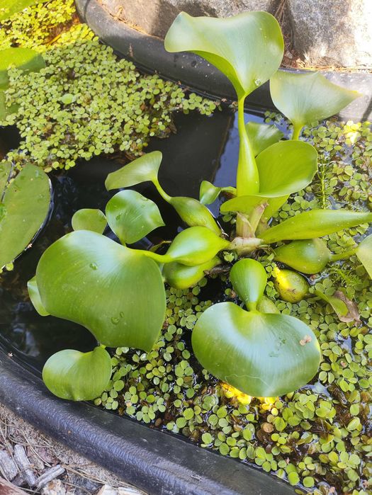 Водні плаваючі  рослини Сальвінія та гіацинт для акваріума та ставка