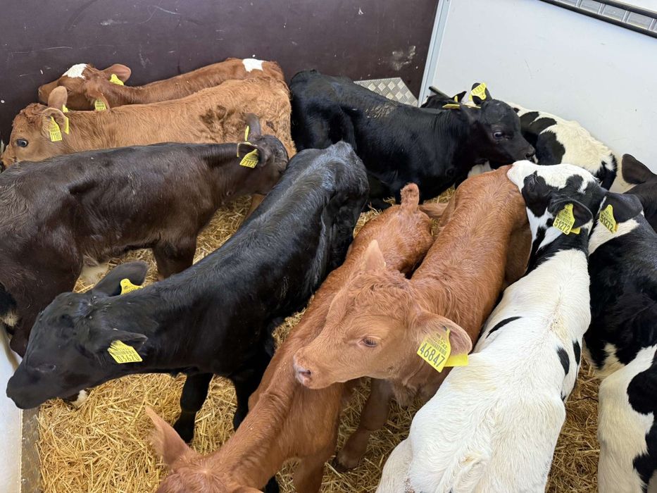 Cielaki byczki polskie transport