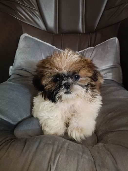 Shih tzu szczeniak suczka