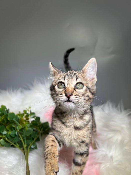 Дівчинка Саванна Ф6