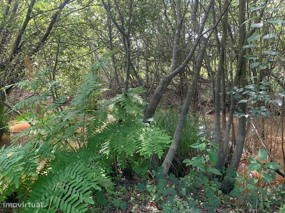 Quinta / propriedade agrícola, com nascente de agua - Aveiro