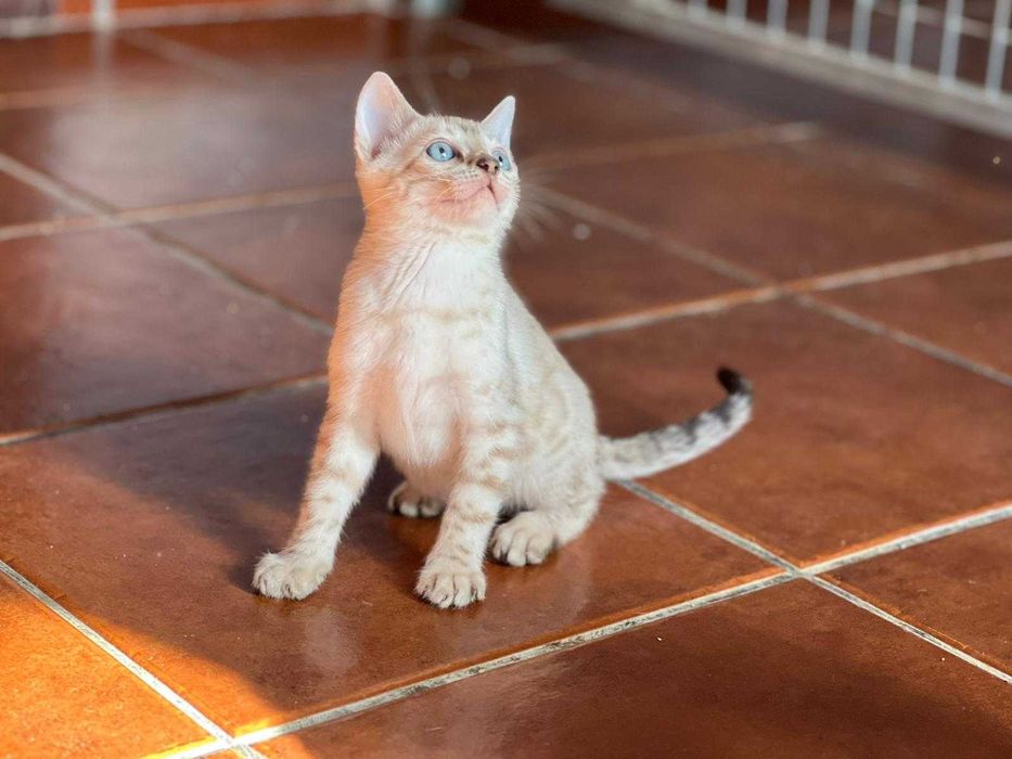 Snow gathina de bengala (fêmea)