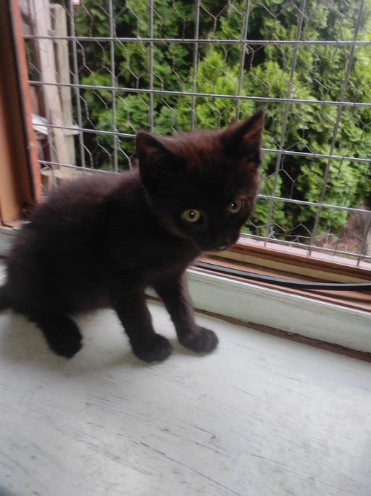 Do adopcji 9 miesięczne kociaki.