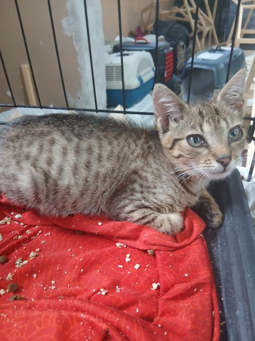 Kotki do adopcji