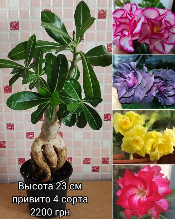 Адениум мультипрививка Taiwan Peony+Moran