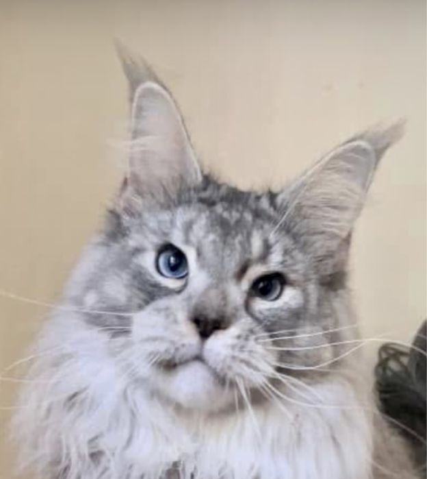 Голубоглазый мейн кун.