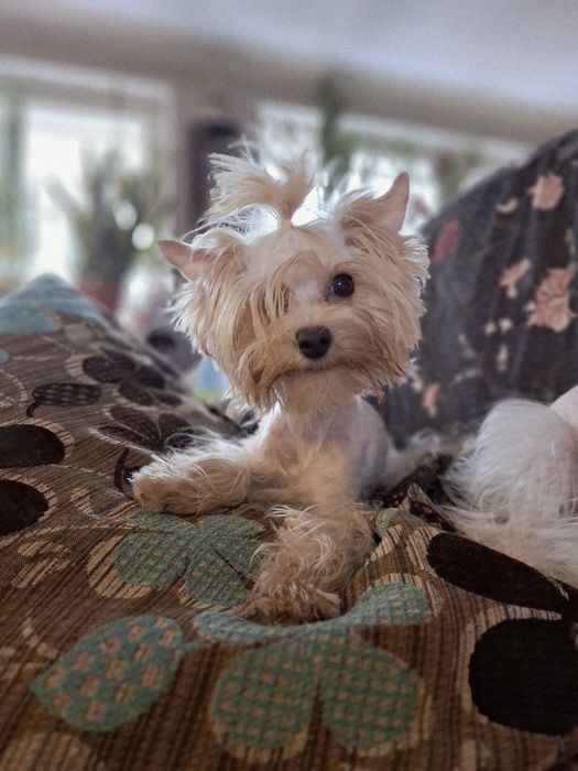 Yorkshire terrier złoty 2kg