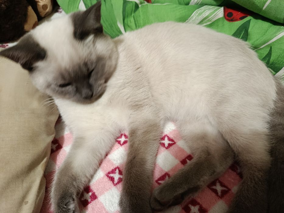 Віддам безкоштовно