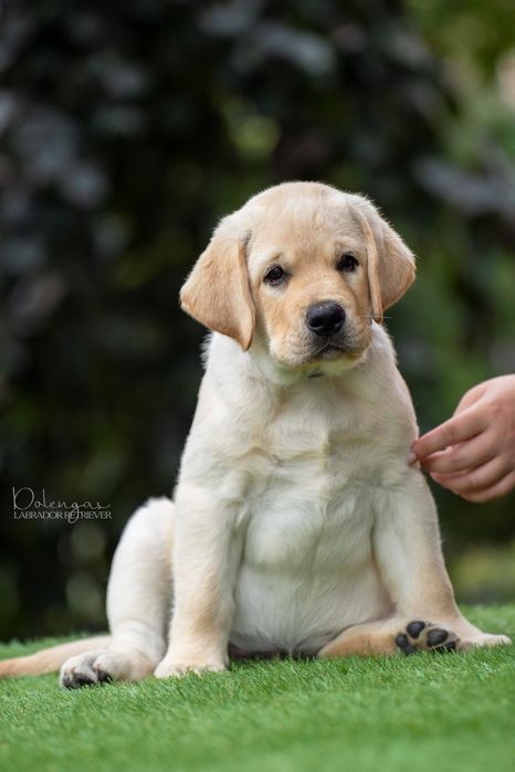 Чарівні цуценята. Готові до переїзду
