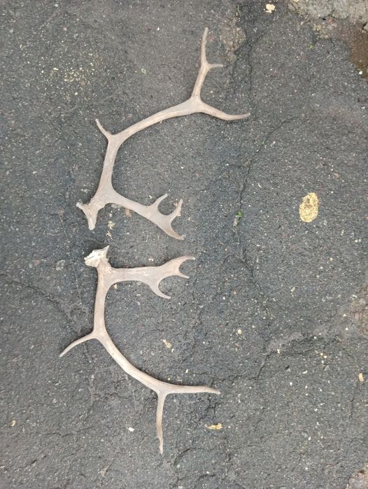 Продам рога Оленя!