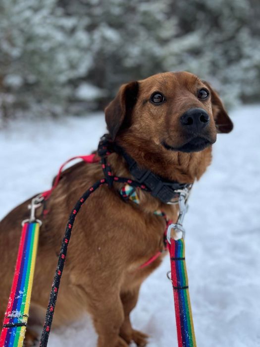 Ernie - nieduży pies z ogromnym potencjałem
