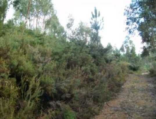Terreno rústico (1,7 hectares) freguesia de Arnóia - Celorico Basto