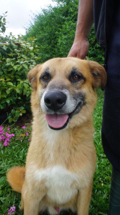 Kiko cao para adoção responsavel